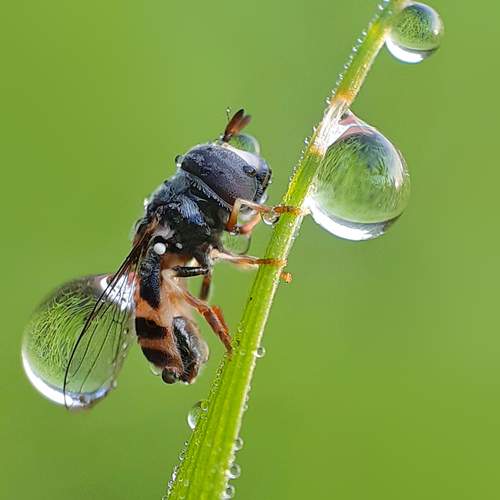 Morning beauty (Mobile Macro)