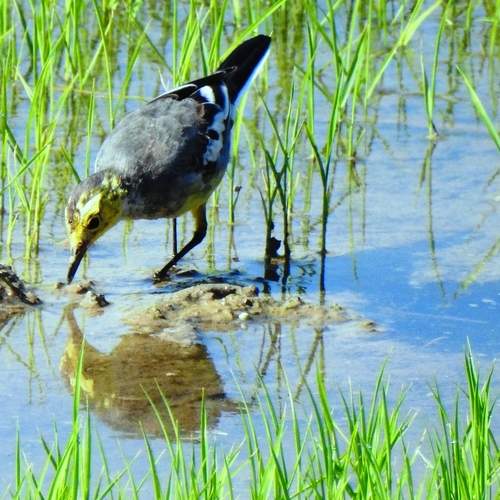 Bird in paddy nursery