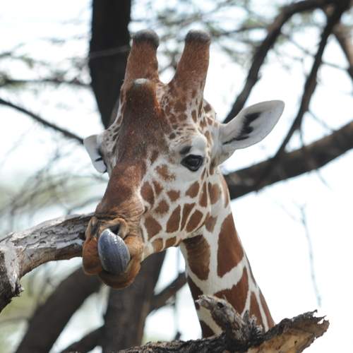 Photo #12060204