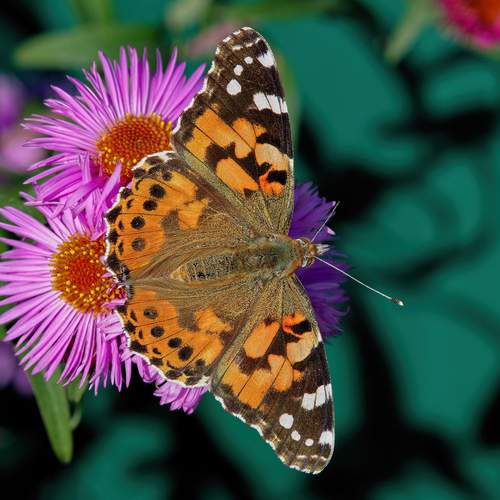 Photo #12060392