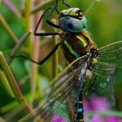 Photo #12060476
