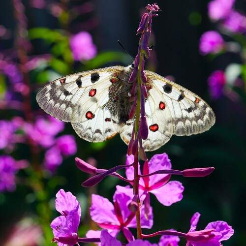 Photo #12060489