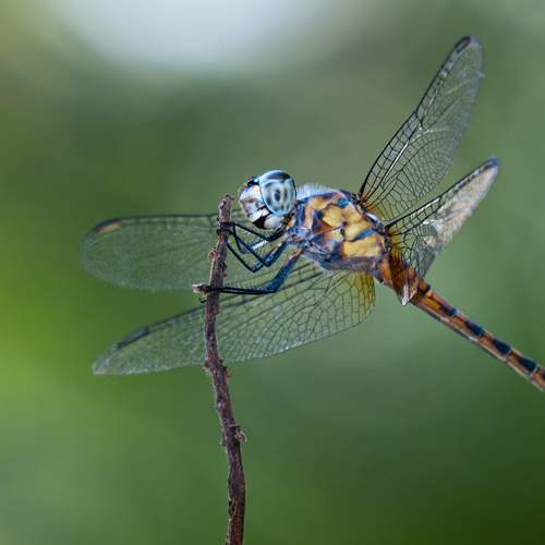 Photo #12060853