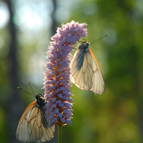 Photo #12060862
