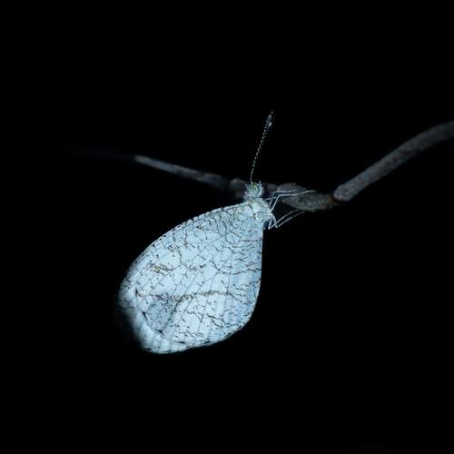 Photo #12060889