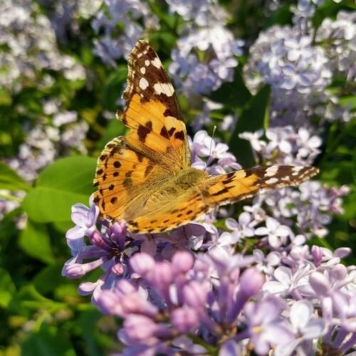 Photo #12061986