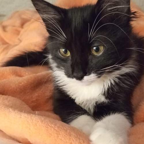 Photo #12062115