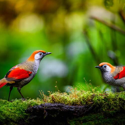 The Red-tailed Babbler in Ngoc Linh Moutain