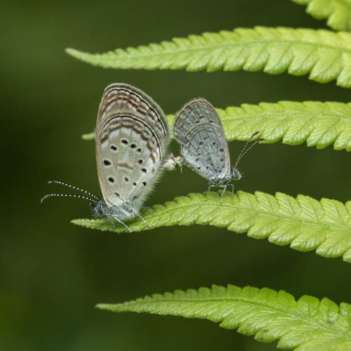Mating Butterflies