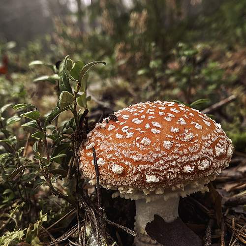 Photo #12063847