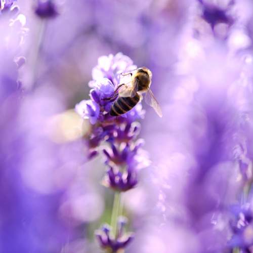 Photo #12064272