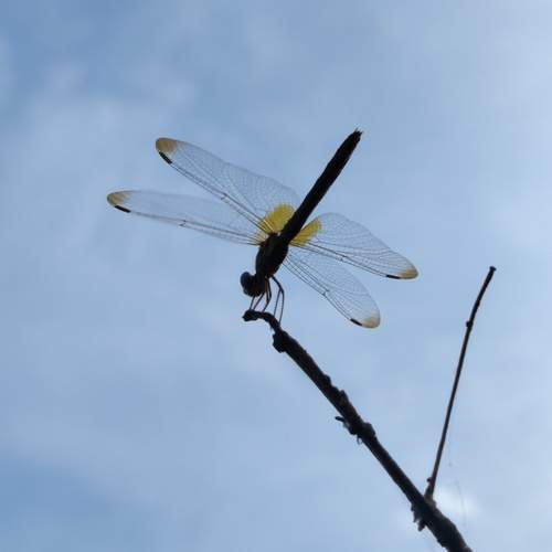 Photo #12064405