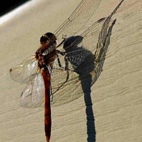 Photo #12064779