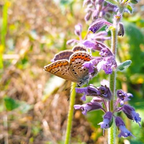 Photo #12064833