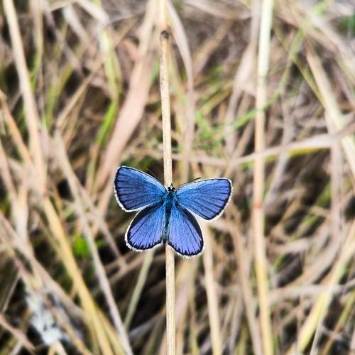Photo #12064834