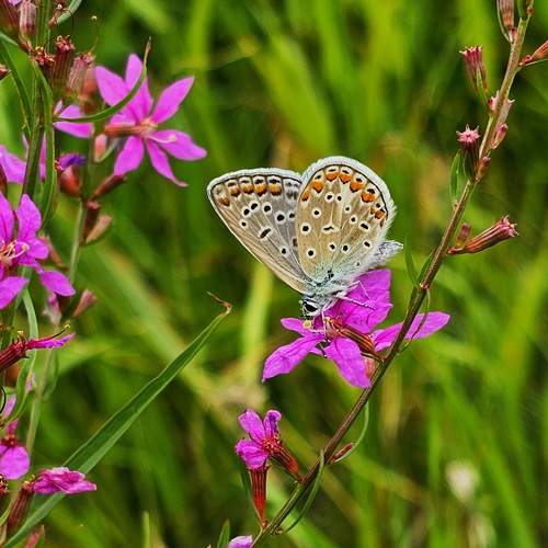 Photo #12064956