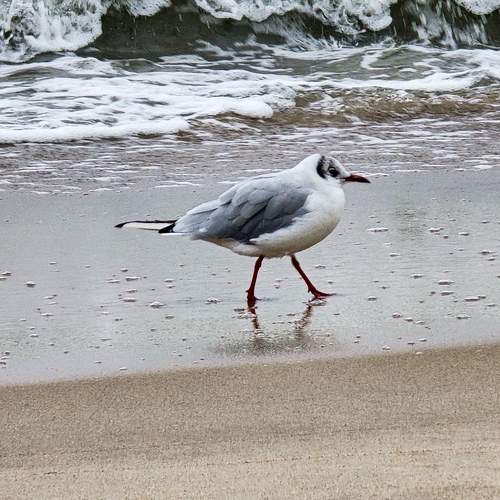 Photo #12066270