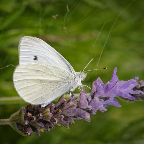 Photo #12067245