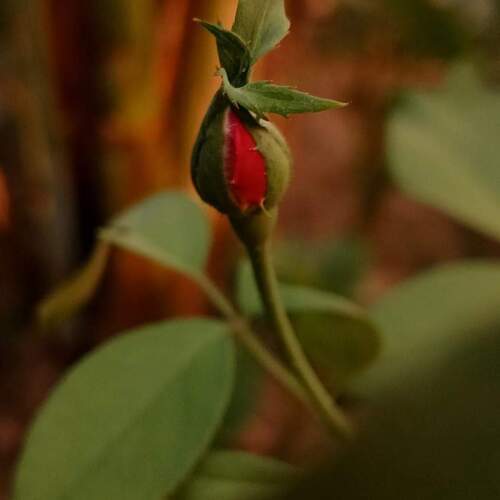 Photo #12067518