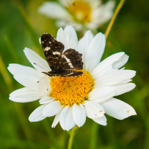 Photo #12067961