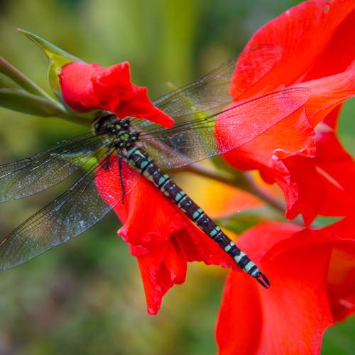 Photo #12067962
