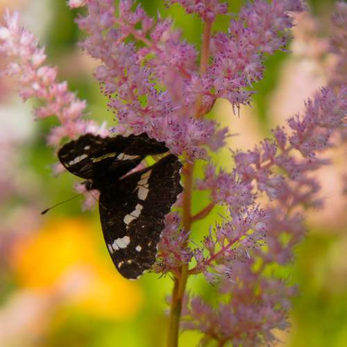 Photo #12067966