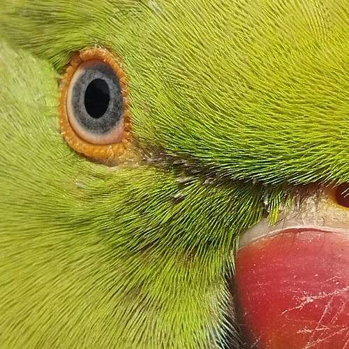 Photo #12068400