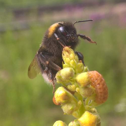 Photo #12068620