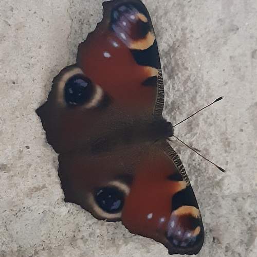 The lonly butterfly