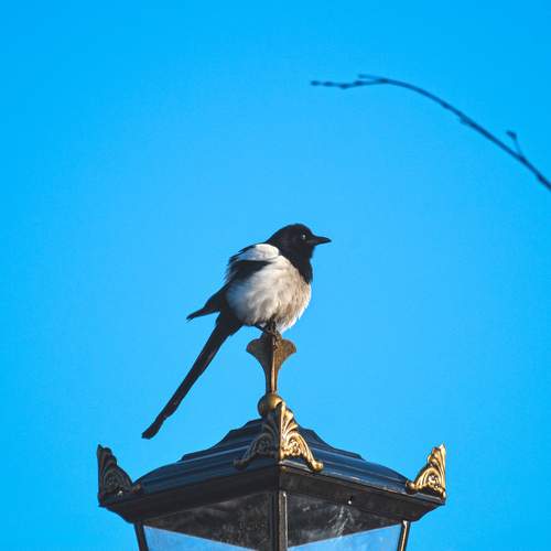 Photo #12069017