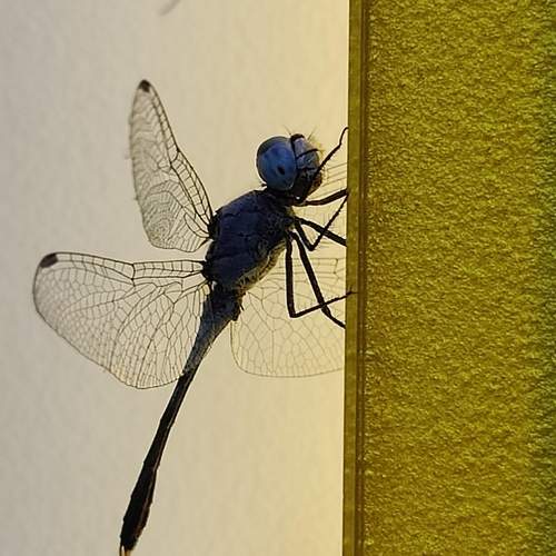 Photo #12069589