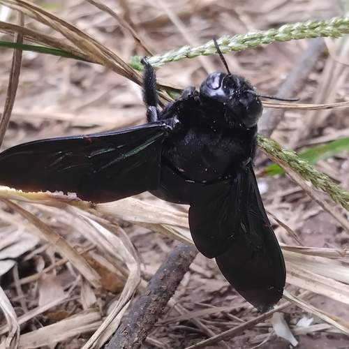 The Black Bug