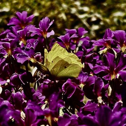 Photo #12070737