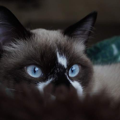 Photo #12071023