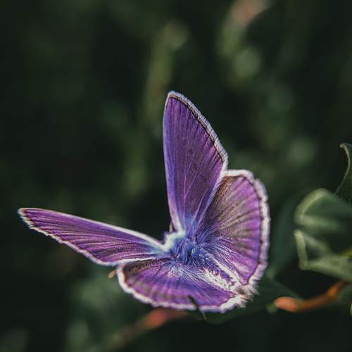 Photo #12071025