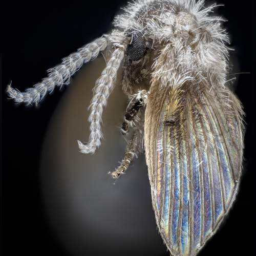 Psychodidae – Mosca de la humedad – Drain fly