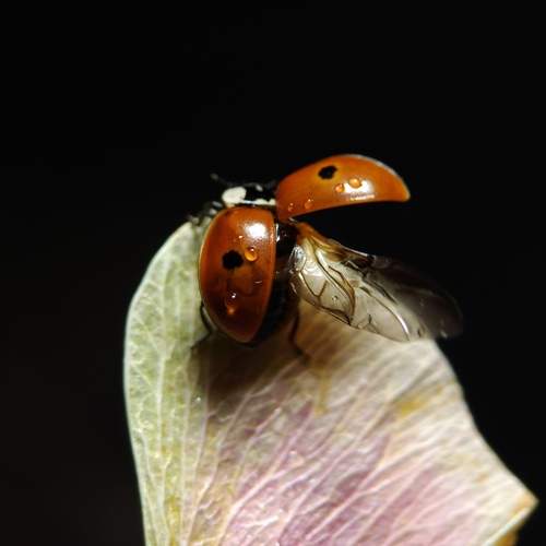 Checking all systems before takeoff