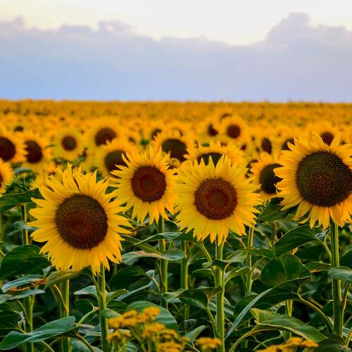 Photo #12072261