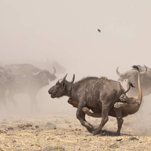 Фотография #12072359