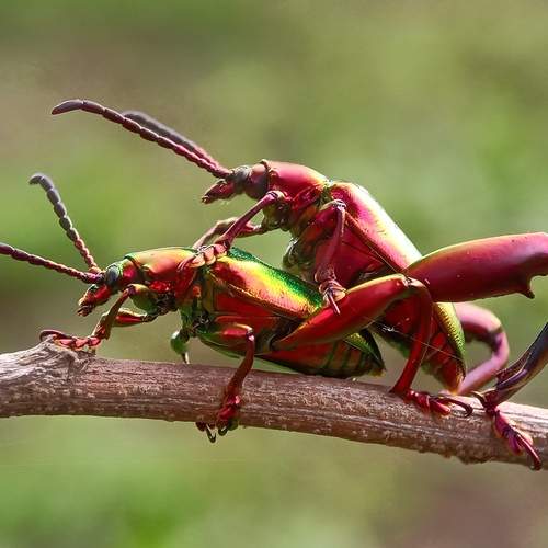 Long legged leaf beetle