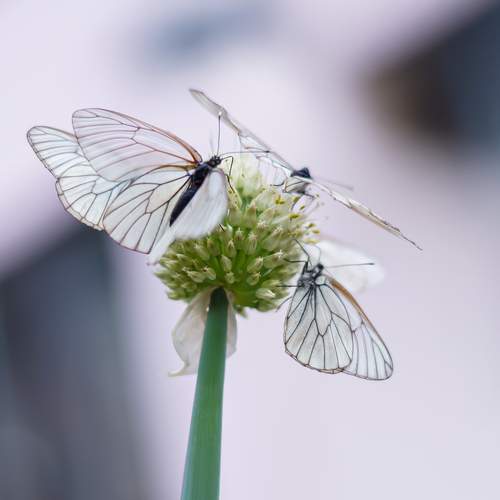 Photo #12072767