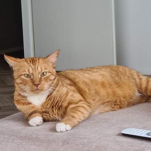 The cat watching me