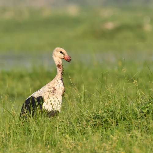 Фотография #12073401