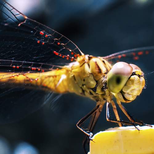 Фотография #12073405