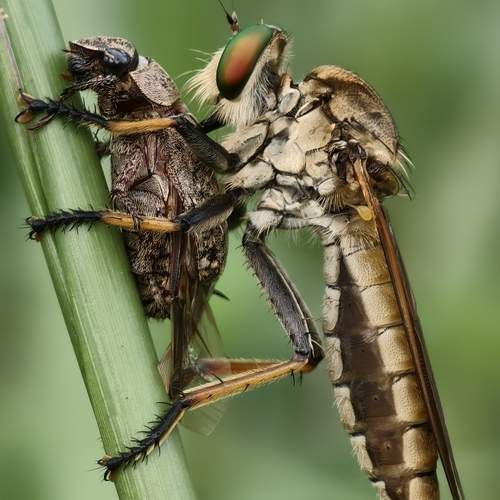 robberfly