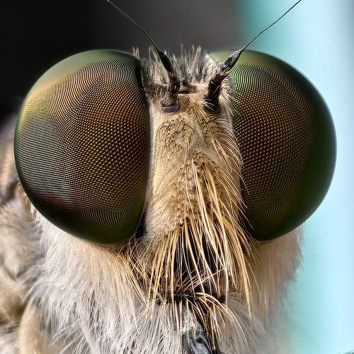 Promachus (robberfly)