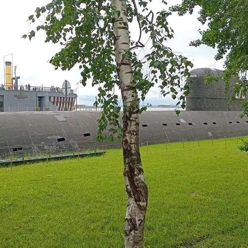 Photo #12073860
