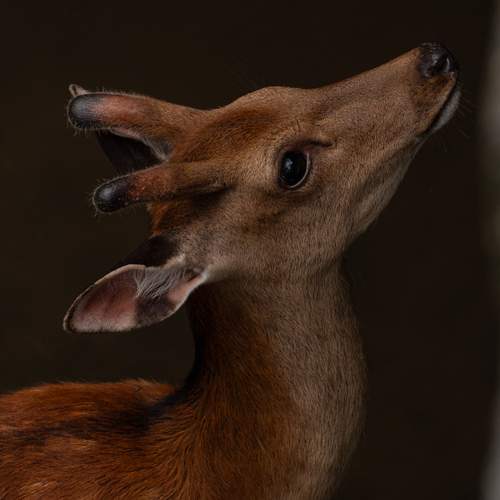 Photo #12074256