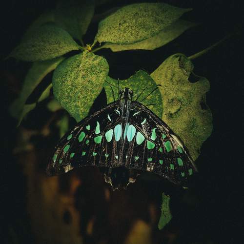 Photo #12075101