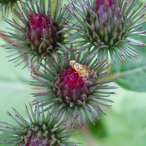 Photo #12075529